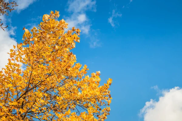 美丽的秋天枫叶映衬着蓝天 映衬在公园的树上 金秋秋天美丽的金叶 — 图库照片