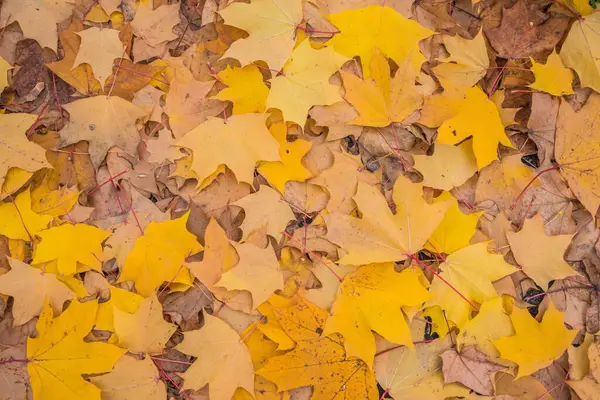 褐色和橙色的秋天树叶背景 秋天落叶的色彩斑斓的背面图像非常适合季节性使用 案文的篇幅 — 图库照片
