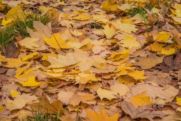 주황색의 가을은 배경을 이룬다 계절에 사용하기에 완벽하다 원문을 — 스톡 사진