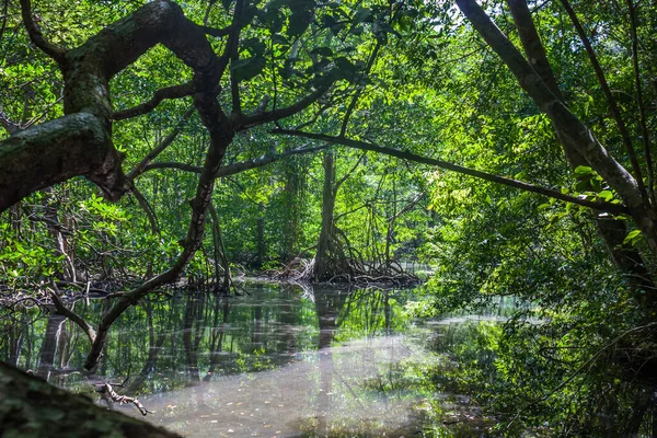 stock image A small river flows through a mangrove forest with thick trees with twisted roots. The water is green and clear. Dominican Republic