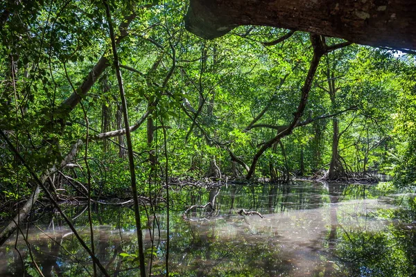 Malá Řeka Teče Mangrovovým Lesem Hustými Stromy Pokroucenými Kořeny Voda — Stock fotografie