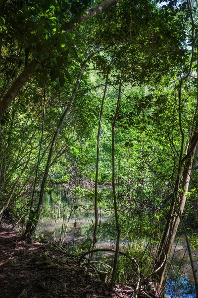 stock image A small river flows through a mangrove forest with thick trees with twisted roots. The water is green and clear. Dominican Republic