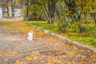 Şehirde sarı yapraklı ve kedili bir sokak. Sonbahar parkında yapraklarla kaplı boş bir sokak. İnsansız bir şehir parkında sabah manzarası. Altın Sonbahar