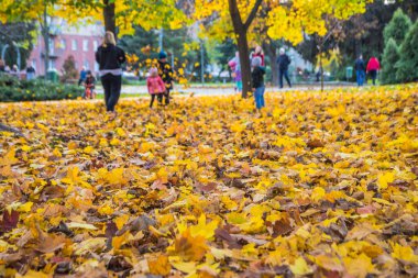 Düşmüş akçaağaç yapraklarıyla dolu bir sonbahar parkı. Parktaki sarı yapraklar battaniyesi. Parkta sonbahar günü. Arka plandaki çocuklar dökülen yaprakları toplayıp atıyorlar.