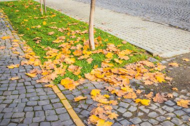 Sonbaharda güneşli bir günde küçük, rahat bir kasabada Pavement Yolu. Sonbaharda sarı yapraklar ve ağaçlar. Güzel eski evleri ve kaldırım taşları olan küçük bir kasabada resmedilmiş bir Avrupa caddesi. Mukachevo. Ukrayna.