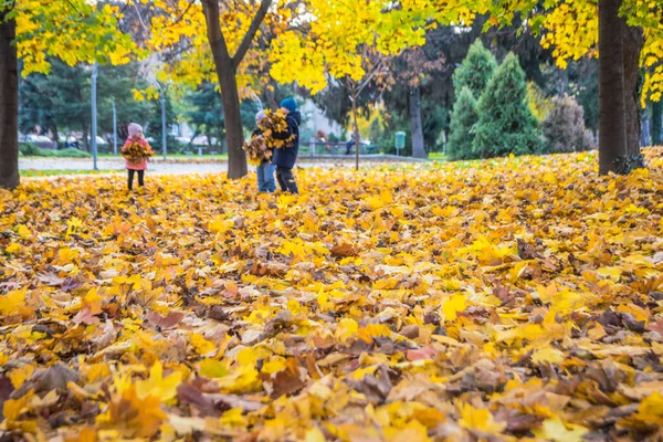 Parque Outono Com Folhas Bordo Caídas Cobertor Folhas Amarelas Parque — Fotografia de Stock