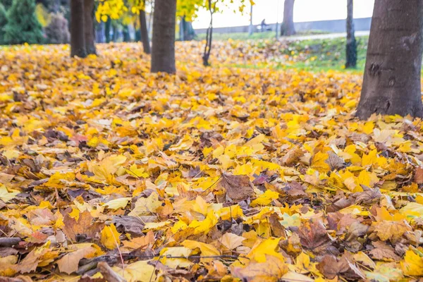 一堆堆干枯凋零的树叶在秋天的草地上 在一棵树下 一堆堆收割的黄叶 秋城草坪 — 图库照片