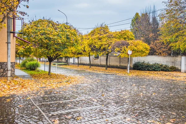 Осінь Після Дощу Маленькому Затишному Містечку Жовте Листя Дерева Восени — стокове фото