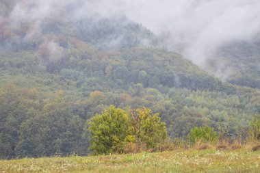 Sis içindeki yaprak döken ormanlarla dolu bir dağ yamacı. Bulutlu bir sabahta dağ yamacı. Yazın puslu dağlar. Dağlarda güzel bulutlu bir sabah. Karpatlar. Ukrayna