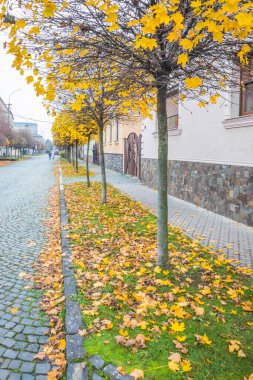 Sonbaharda bulutlu bir günde küçük bir kasabada Pavement Yolu. Sonbaharda sarı yapraklar ve ağaçlar. Güzel eski evleri ve kaldırım taşları olan küçük bir kasabada resmedilmiş bir Avrupa caddesi. Mukachevo. Ukrayna.