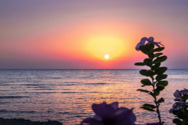 Denizde güzel bir gün doğumu. Kızıl Deniz 'de şafak vakti. Güneş, denize yansıyor. Doğan güneşin arka planında palmiye ağaçları ve palmiye yaprakları. Tropik gün doğumu