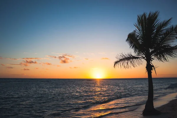 Beautiful sunrise at sea. Dawn on the Red Sea. The sun is reflected in the sea. Palm trees and palm leaves against the background of the rising sun. Tropical sunrise. Dominican Republic