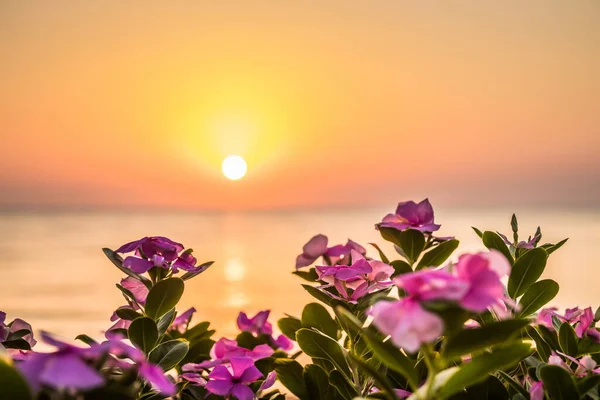 Beautiful sunrise at sea. Dawn on the Red Sea. The sun is reflected in the sea. Red flowers against the rising sun. Tropical sunrise
