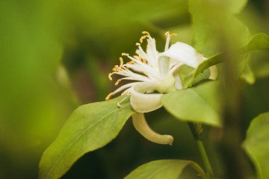 White lemon flowers on a branch of a tree. White lemon flowers close up. White lemon flowers in the green leaves of the lemon tree