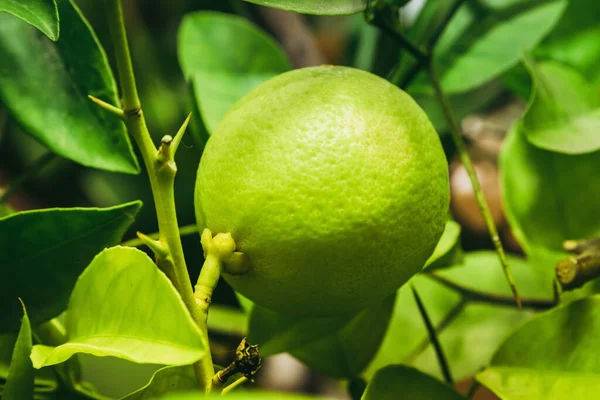 Green lemon on a branch of a lemon tree. Ripe green lemon close up. Green lemon in the green leaves of the lemon tree