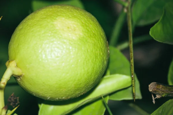 Green lemon on a branch of a tree. Ripe green lemon close up. Green lemon in the green leaves of the lemon tree