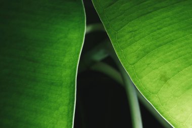 Arka planda yeşil yapraklı makro. Ficus yaprağı makro pozu. Yeşil bir incir yaprağının yapısı... arkaplan dokusu yeşil yaprak yapısı makro fotoğraf.