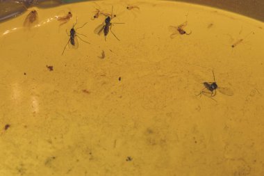 Cam kavanozda ölü böcekler olan sarı mum. Bardakta bir mum, ölü böcekler ve toz.