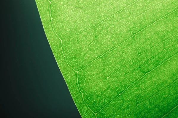 Makro Zielonym Liściem Podświetleniu Ficus Liść Makro Strzał Struktura Zielonego — Zdjęcie stockowe
