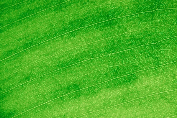 Grönt Löv Makro Motljus Ficus Löv Makro Skott Strukturen Ett — Stockfoto