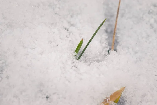 Zielona Trawa Jest Widoczna Białym Śniegu Świeża Zielona Trawa Śniegu — Zdjęcie stockowe
