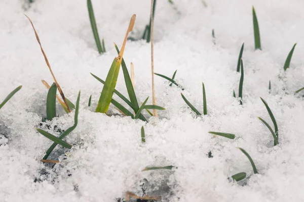 在白雪中可以看到绿草 雪地上鲜绿的草地 — 图库照片