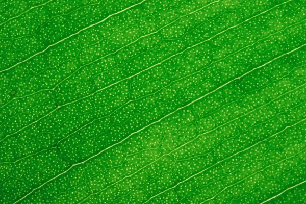 Macro Folha Verde Luz Fundo Folha Ficus Macro Shot Estrutura — Fotografia de Stock