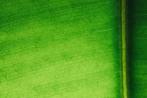 Macro Foglia Verde Retroilluminazione Macro Foglia Ficus Struttura Una Foglia — Foto Stock