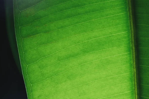 Grünes Blatt Makro Gegenlicht Ficus Blatt Makroaufnahme Struktur Eines Grünen — Stockfoto