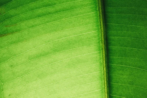 バックライトの緑の葉マクロ フィカスの葉マクロ撮影 緑の葉の構造 背景色緑の葉の構造マクロ写真 — ストック写真