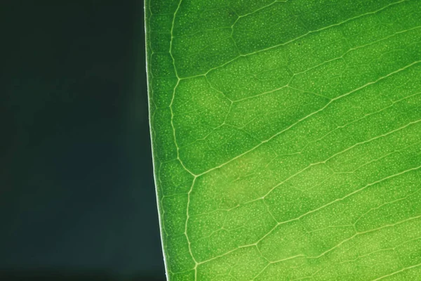 Makro Zeleného Listu Podsvícení Fikus List Makro Záběr Struktura Zeleného — Stock fotografie