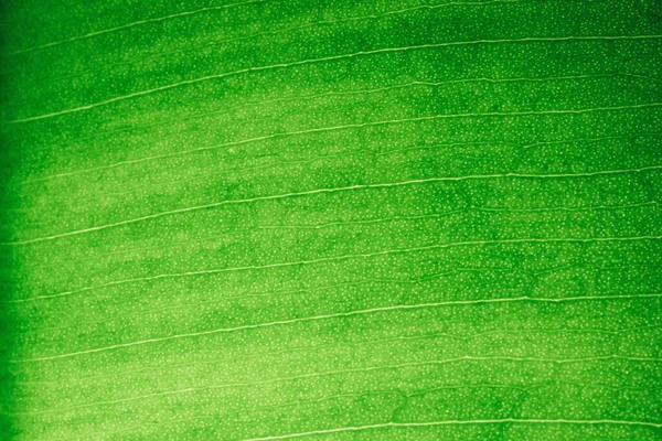 Makro Zeleného Listu Podsvícení Fikus List Makro Záběr Struktura Zeleného — Stock fotografie