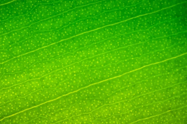 Zöld Levél Makró Háttérben Ficus Levél Makró Lövés Szerkezete Egy — Stock Fotó