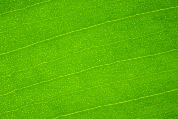 Grünes Blatt Makro Gegenlicht Ficus Blatt Makroaufnahme Struktur Eines Grünen — Stockfoto
