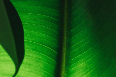 Yeşil yapraklı makro ışık ve küçük toprak parçaları. Ficus yaprağı makro pozu. Yeşil bir incir yaprağının yapısı... arkaplan dokusu yeşil yaprak yapısı makro fotoğraf.