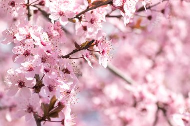 Bahar başlarında açan narin pembe çiçekler Blut-Pflaume. Prunus cerasifera 'Nigra', Familie: Güneşli bir günde kiraz dalları açar.