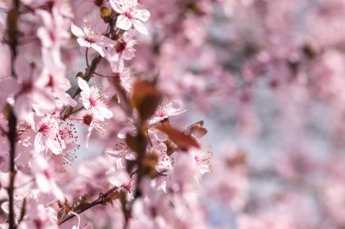Bahar başlarında açan narin pembe çiçekler Blut-Pflaume. Prunus cerasifera 'Nigra', Familie: Güneşli bir günde kiraz dalları açar.