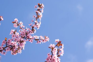 Bahar başlarında açan narin pembe çiçekler Blut-Pflaume. Prunus cerasifera 'Nigra', Familie: Güneşli bir günde, arka planda mavi gökyüzü olan kiraz ağaçları..