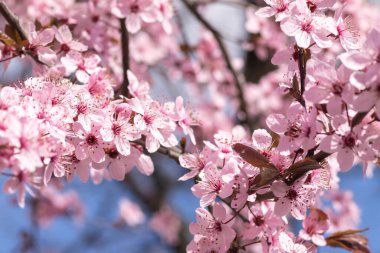 Bahar başlarında açan narin pembe çiçekler Blut-Pflaume. Prunus cerasifera 'Nigra', Familie: Güneşli bir günde, arka planda mavi gökyüzü olan kiraz ağaçları..