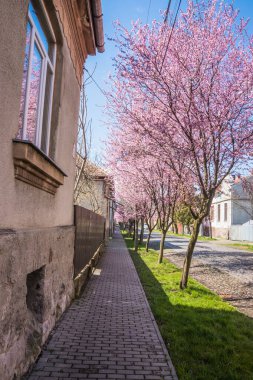 Yolda kaldırım taşları ve kiraz çiçeklerinde küçük evler olan bir cadde. Bahar başlarında açan narin pembe çiçekler Blut-Pflaume. Prunus cerasifera 'Nigra', Familie: Rosaceae.