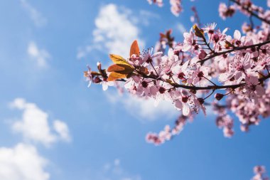 Bahar başlarında açan narin pembe çiçekler Blut-Pflaume. Prunus cerasifera 'Nigra', Familie: Güneşli bir günde, arka planda mavi gökyüzü olan kiraz ağaçları..