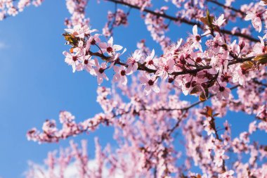 Bahar başlarında açan narin pembe çiçekler Blut-Pflaume. Prunus cerasifera 'Nigra', Familie: Güneşli bir günde, arka planda mavi gökyüzü olan kiraz ağaçları..