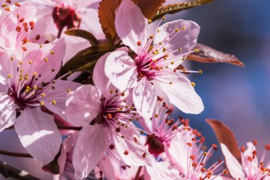 Bahar başlarında açan narin pembe çiçekler Blut-Pflaume. Prunus cerasifera 'Nigra', Familie: Güneşli bir günde, arka planda mavi gökyüzü olan kiraz ağaçları..