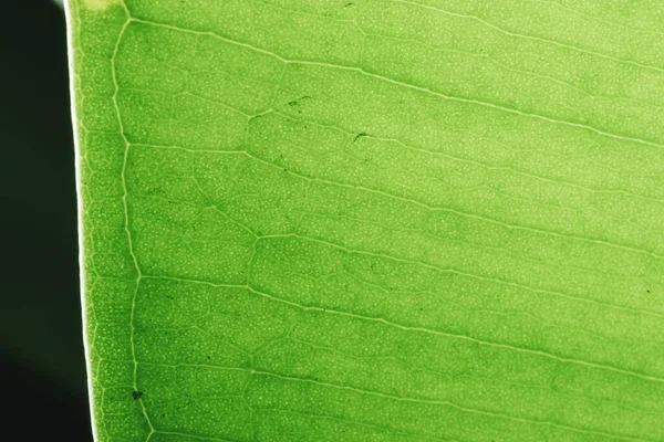 Zelené Listové Makro Podsvícení Trochou Hlíny Fikus List Makro Záběr — Stock fotografie