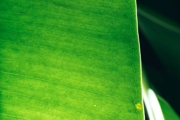 绿叶宏观在背光与小的土块 Ficus Leaf Macro Shot 绿叶的结构背景纹理绿叶结构宏观摄影 — 图库照片