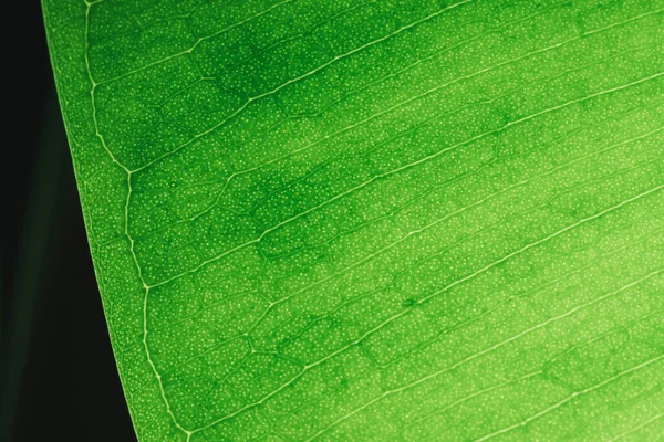 Πράσινο Φύλλο Μακροεντολή Στο Πίσω Φως Λίγο Θρόμβους Της Γης — Φωτογραφία Αρχείου