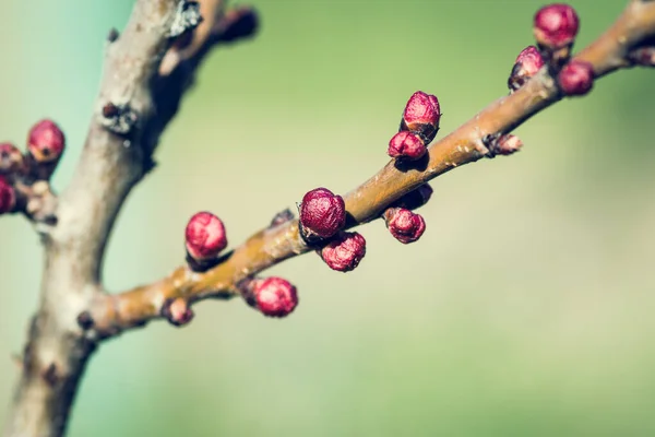 Young apricot flower buds in early spring. Blossoming flowers and lots of pink buds of apricot on a blurred green grass background
