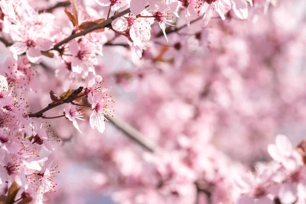 stock image Blooming delicate pink flowers in early spring Blut-Pflaume. Prunus cerasifera 'Nigra', Familie: Rosaceae. Branches of cherry blossoms on a sunny day