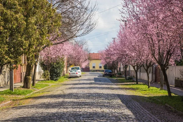 街道上铺满了铺路石 樱花丛中的小舒适的房子 在早春绽放娇嫩的粉红花朵 Prunus Cerasifera Nigra Familie Rosaceae — 图库照片