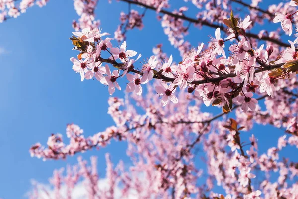 stock image Blooming delicate pink flowers in early spring Blut-Pflaume. Prunus cerasifera 'Nigra', Familie: Rosaceae. Branches of cherry blossoms on a sunny day with blue sky on background.
